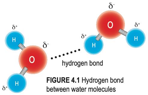 Two water molecules joined by a hydrogen bond, with partial charges marked