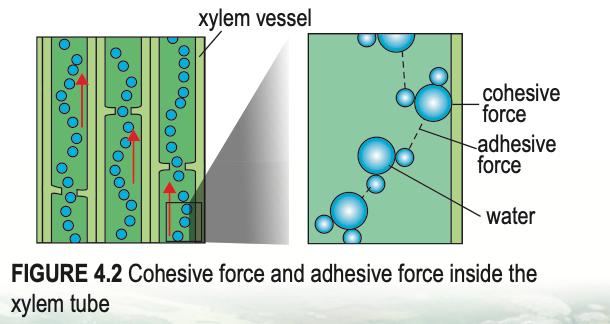 Water in a xylem vessel with cohesive and adhesive forces labelled