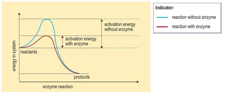 Energy graph: the reaction with enzyme has a lower peak than the reaction without enzyme