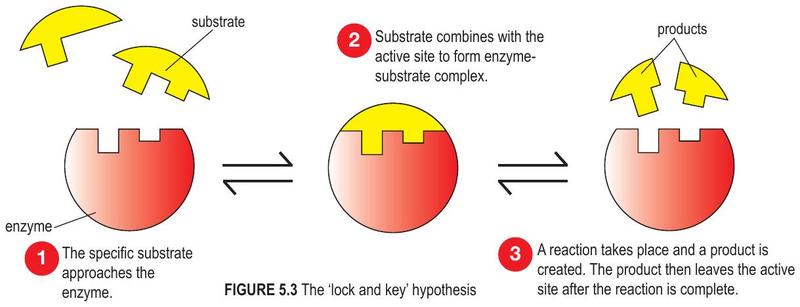 A substrate approaches the active site of an enzyme, forms an enzyme-substrate complex, and the products leave