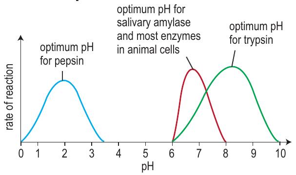 Graph of reaction rate against pH for pepsin, salivary amylase and trypsin