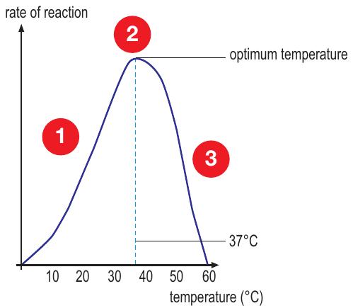 Graph of reaction rate against temperature rising to a peak near 37 degrees Celsius then falling to zero at 60 degrees