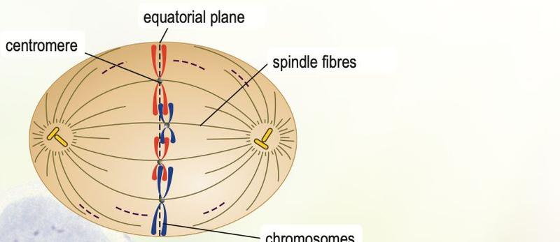 Metaphase cell with chromosomes in a row on the equatorial plane, spindle fibres and centrioles at the poles