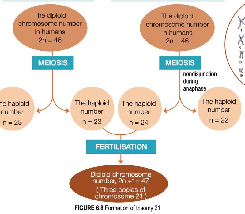 Flow chart: meiosis with nondisjunction gives gametes n=24 and n=22; fertilisation with n=23 gives 47 chromosomes