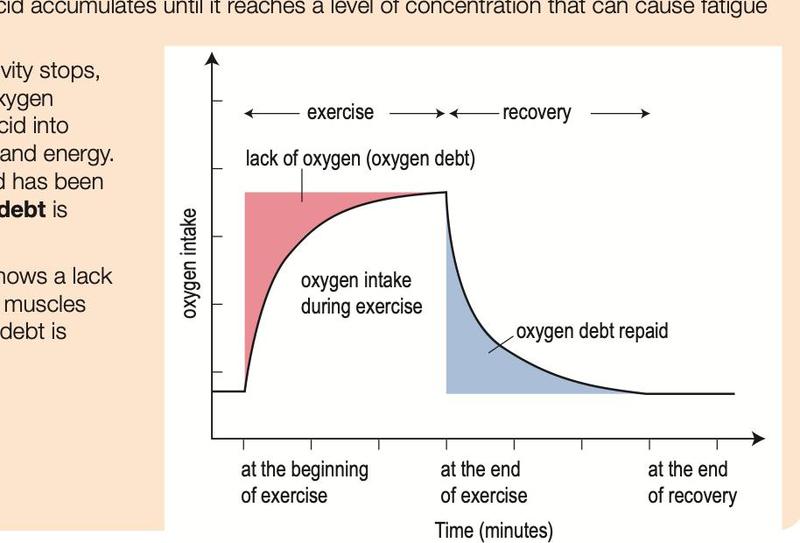 Graph of oxygen intake against time: oxygen debt shaded during exercise, repaid during recovery