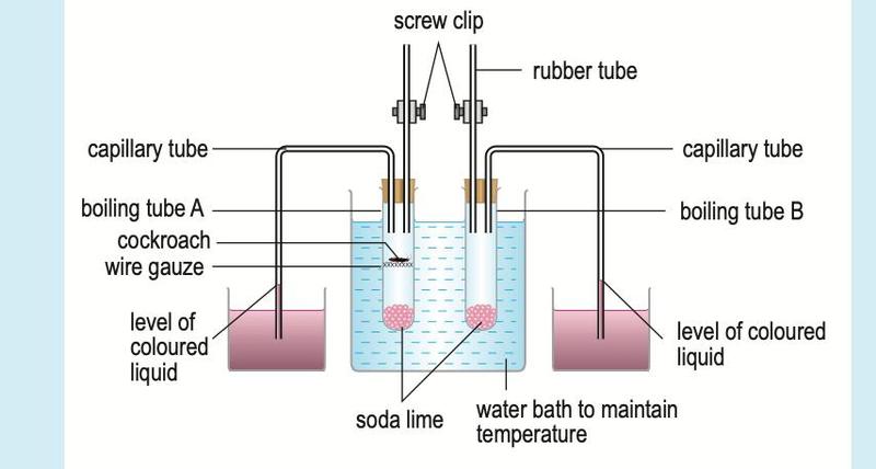 Two boiling tubes in a water bath, tube A with a cockroach on wire gauze and soda lime below, tube B with soda lime only, each joined to a capillary tube dipping into coloured liquid