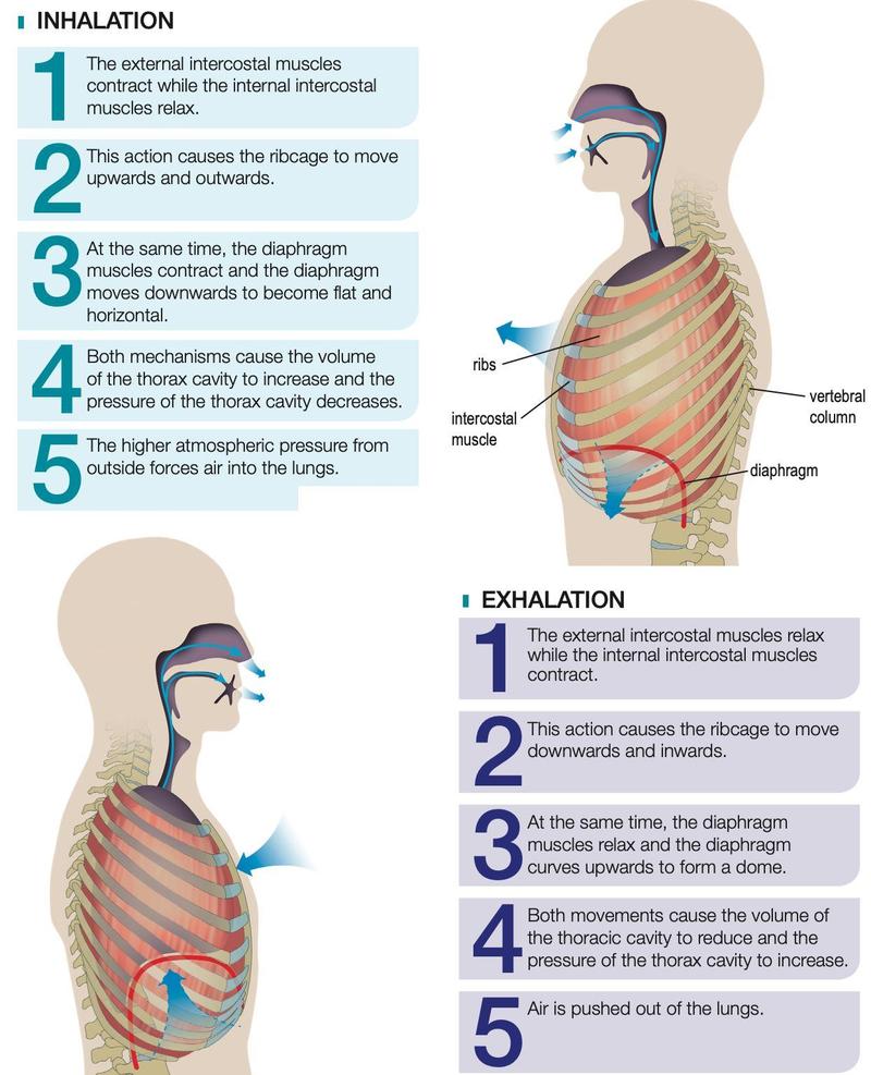 Inhalation and exhalation in humans: ribcage, intercostal muscles and diaphragm movements in five steps each