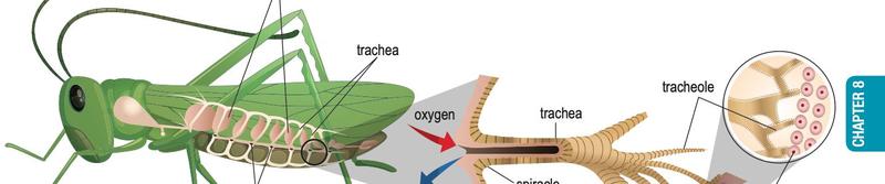 Tracheal system of a grasshopper: spiracles, trachea, air sacs and tracheoles leading to body cells