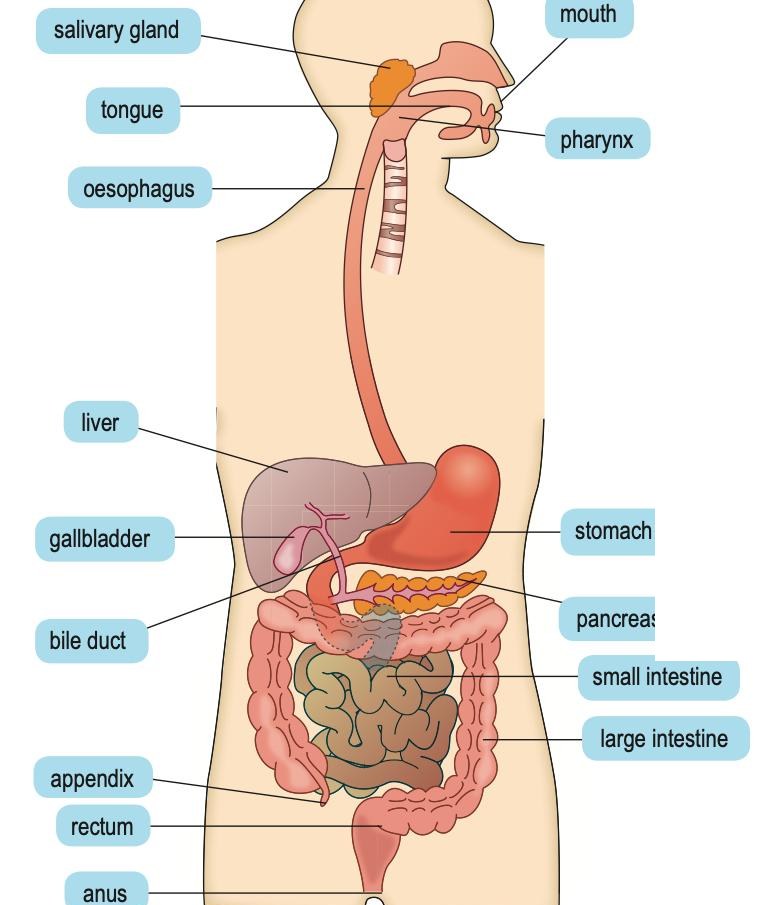 Human digestive system with the salivary gland, tongue, mouth, pharynx, oesophagus, liver, gallbladder, bile duct, stomach, pancreas, small intestine, large intestine, appendix, rectum and anus labelled