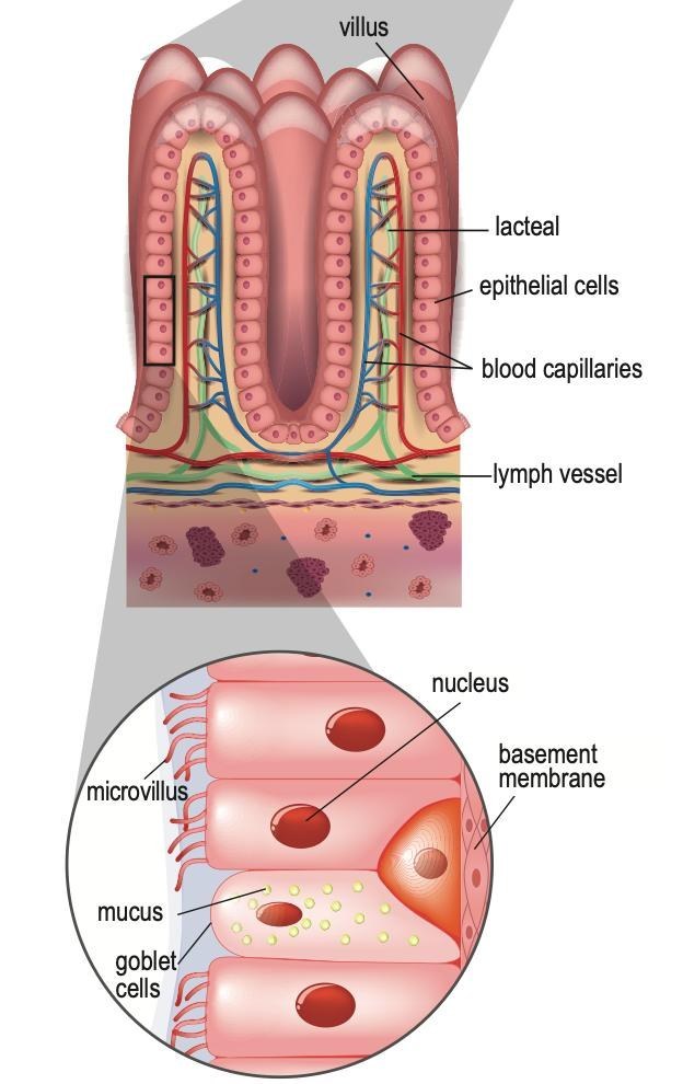 A villus in section showing lacteal, epithelial cells, blood capillaries and lymph vessel, and a magnified view of epithelial cells with microvilli, goblet cell, nucleus and basement membrane