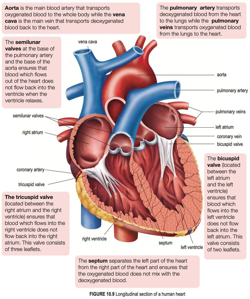 Longitudinal section of the human heart with the chambers, valves and main vessels labelled