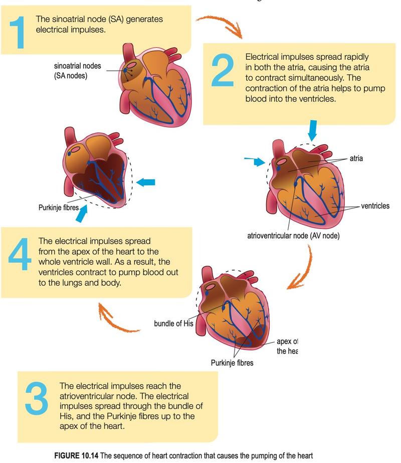 Four steps of the spread of electrical impulses through the heart