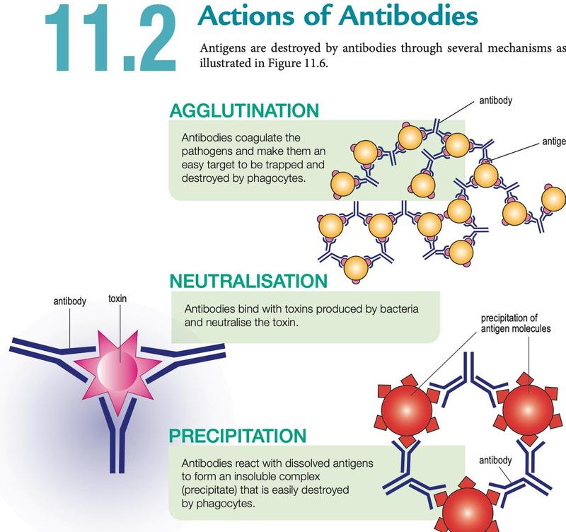 Diagrams of agglutination, neutralisation and precipitation by antibodies