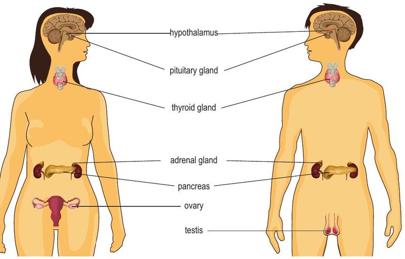 Female and male body outlines showing the hypothalamus, pituitary, thyroid, adrenal glands, pancreas, ovary and testis
