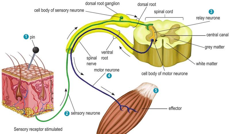 Reflex arc of a finger pricked by a pin, showing sensory neurone, relay neurone, motor neurone, spinal cord and effector muscle