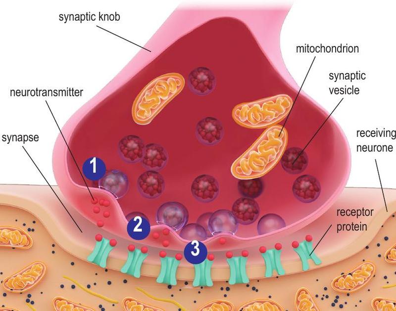 Synaptic knob with mitochondria and vesicles releasing neurotransmitter across the synapse onto receptor proteins of the receiving neurone