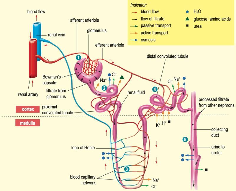Nephron with the five stages of urine formation numbered 1 to 5