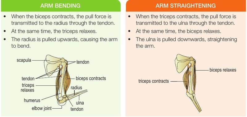 Arm bending with biceps contracting and arm straightening with triceps contracting