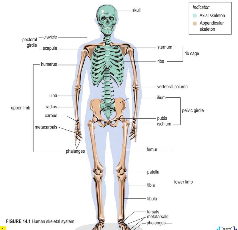 Human skeleton with axial skeleton in green and appendicular skeleton in brown, bones labelled