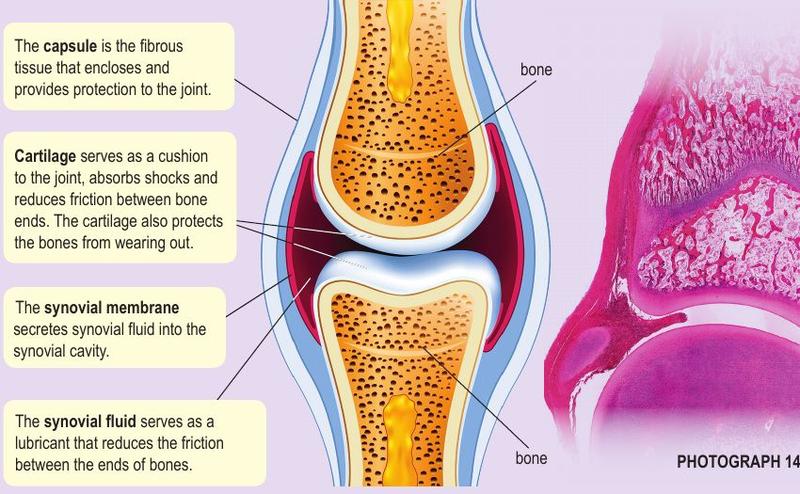 Section through a freely moveable joint showing capsule, cartilage, synovial membrane, synovial fluid and bone