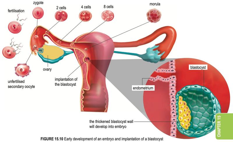 Zygote dividing to 2, 4 and 8 cells and a morula, moving along the Fallopian tube to implant as a blastocyst