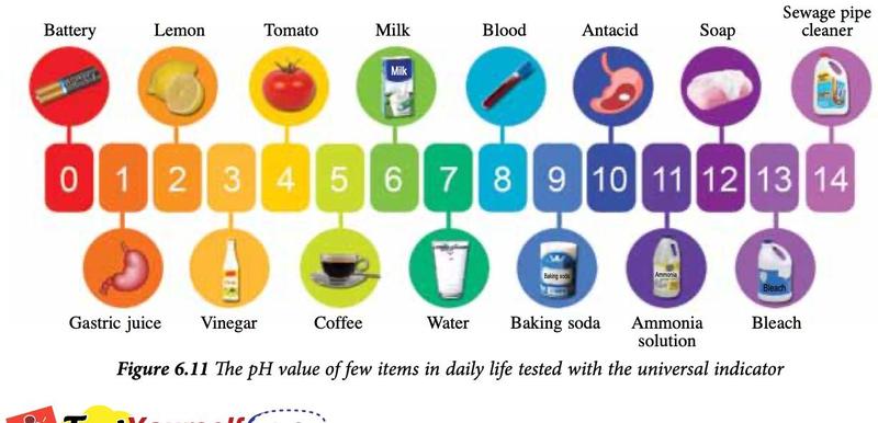 pH scale from 0 to 14 with everyday items: gastric juice pH 1, lemon 2, vinegar 3, coffee 5, water 7, baking soda 9, ammonia solution 11, bleach 13