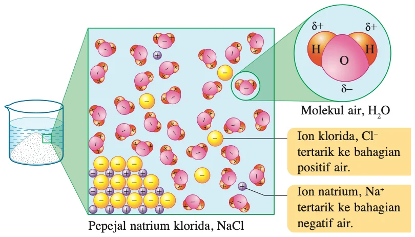 Molekul air berkutub menarik ion natrium dan ion klorida keluar daripada pepejal natrium klorida