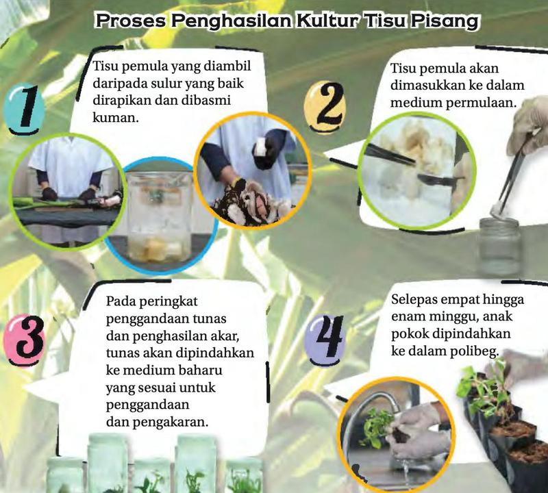 Empat langkah penghasilan kultur tisu pisang: tisu pemula dirapikan, dimasukkan ke medium permulaan, tunas dipindahkan ke medium baharu dan anak pokok dipindahkan ke polibeg