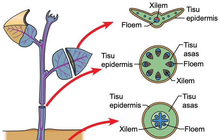 Keratan rentas daun, batang dan akar yang menunjukkan kedudukan tisu epidermis, tisu asas, xilem dan floem