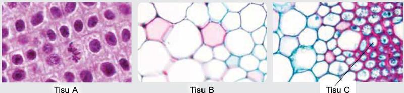 Mikrograf tisu A (sel kecil membahagi), tisu B (sel besar berdinding nipis) dan tisu C (sel berdinding sangat tebal)