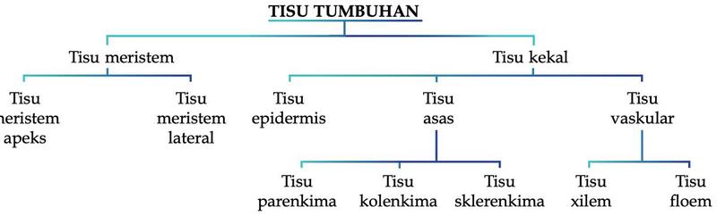 Carta organisasi tisu tumbuhan: tisu meristem (apeks, lateral) dan tisu kekal (epidermis, asas: parenkima, kolenkima, sklerenkima, vaskular: xilem, floem)