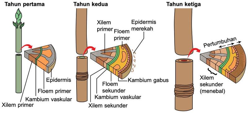Batang pada tahun pertama, kedua dan ketiga menunjukkan kambium vaskular, xilem dan floem sekunder, kambium gabus dan epidermis merekah