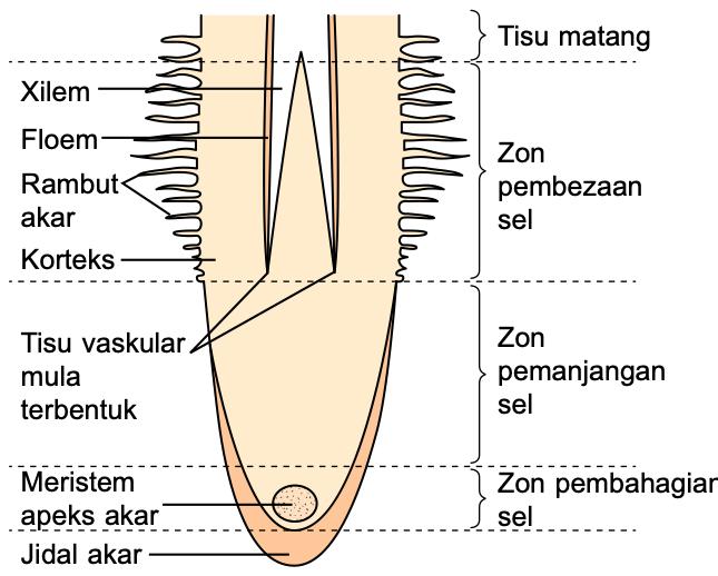 Zon pertumbuhan sel pada hujung akar: jidal akar, meristem apeks akar, zon pembahagian, pemanjangan dan pembezaan sel