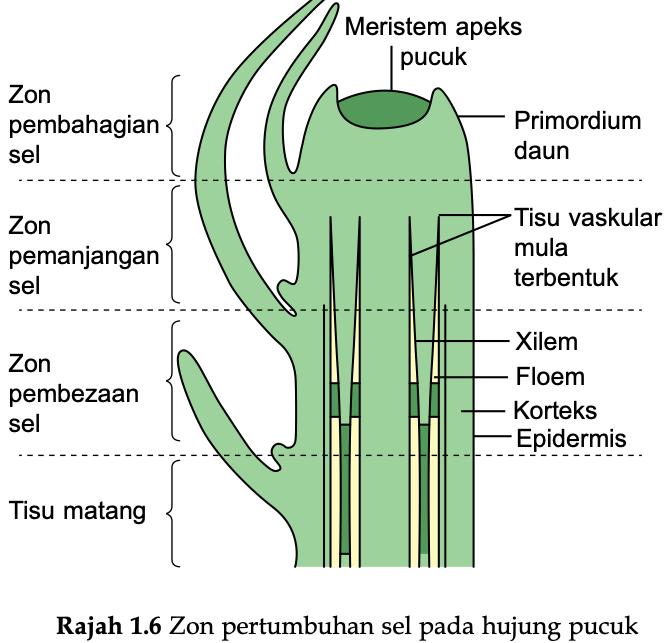 Zon pertumbuhan sel pada hujung pucuk: zon pembahagian sel, zon pemanjangan sel, zon pembezaan sel dan tisu matang