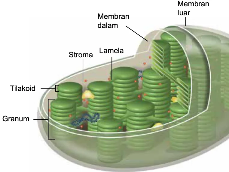 Struktur kloroplas dengan membran luar, membran dalam, stroma, lamela, tilakoid dan granum dilabel