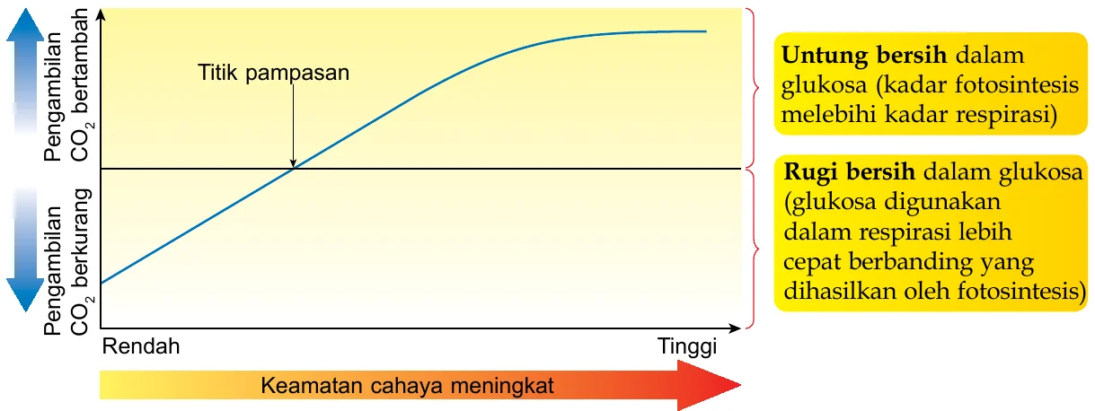 Graf pengambilan CO2 melawan keamatan cahaya; lengkung fotosintesis memotong garis respirasi pada titik pampasan
