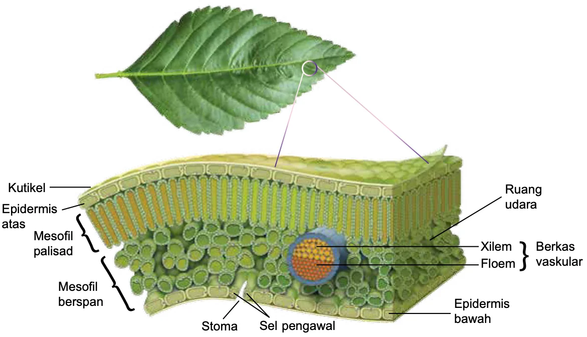 Keratan rentas lamina daun dengan kutikel, epidermis atas, mesofil palisad, mesofil berspan, xilem, floem, ruang udara, stoma, sel pengawal dan epidermis bawah dilabel