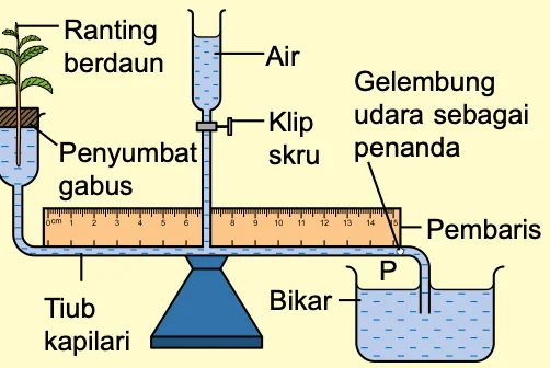 Susunan radas potometer: ranting berdaun, penyumbat gabus, tiub kapilari, gelembung udara sebagai penanda, pembaris, bikar dan air