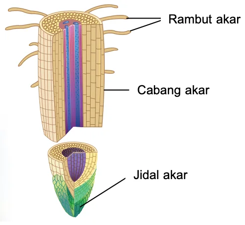 Rajah akar dengan rambut akar, cabang akar dan jidal akar