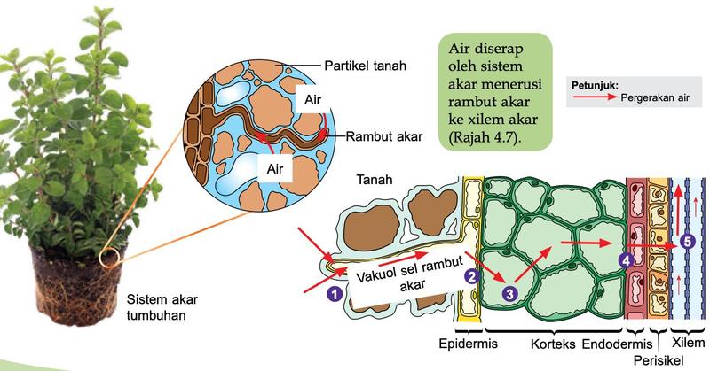 Keratan akar dengan rambut akar, epidermis, korteks, endodermis, perisikel dan xilem, dan anak panah merah bernombor 1 hingga 5