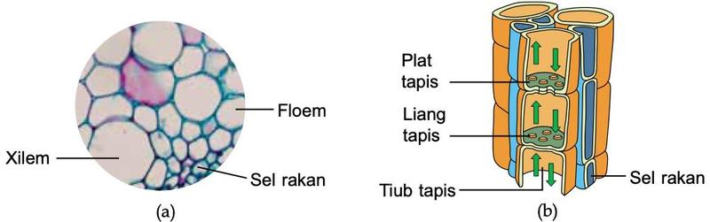 Mikrograf keratan rentas batang dengan xilem, floem dan sel rakan, dan lukisan struktur floem dengan tiub tapis, plat tapis, liang tapis dan sel rakan