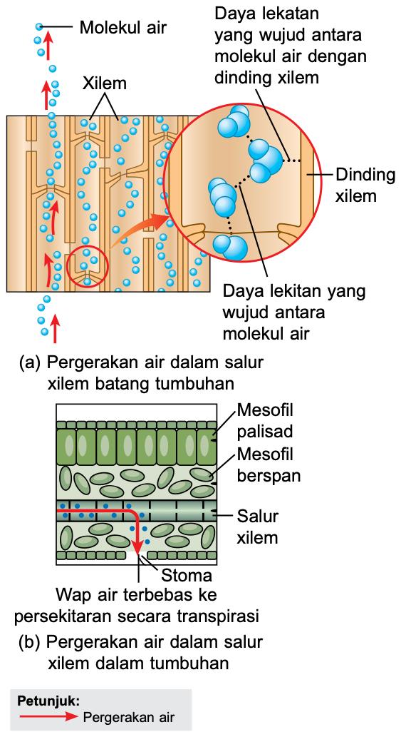 Molekul air dalam salur xilem batang dengan daya lekatan dan daya lekitan, dan keratan daun dengan wap air keluar melalui stoma