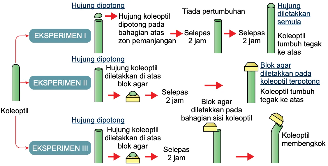 Tiga eksperimen koleoptil. Eksperimen I: hujung dipotong, tiada pertumbuhan; hujung diletakkan semula, koleoptil tumbuh tegak ke atas. Eksperimen II: hujung diletakkan di atas blok agar, blok agar diletakkan pada koleoptil terpotong, koleoptil tumbuh tegak. Eksperimen III: blok agar diletakkan pada bahagian sisi, koleoptil membengkok