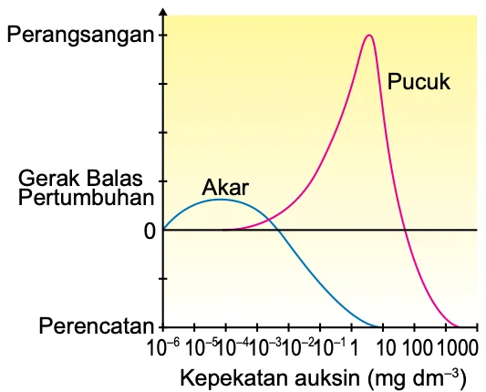 Graf gerak balas pertumbuhan melawan kepekatan auksin. Lengkung pucuk memuncak pada kepekatan tinggi, lengkung akar memuncak pada kepekatan sangat rendah dan menjadi perencatan pada kepekatan lebih tinggi