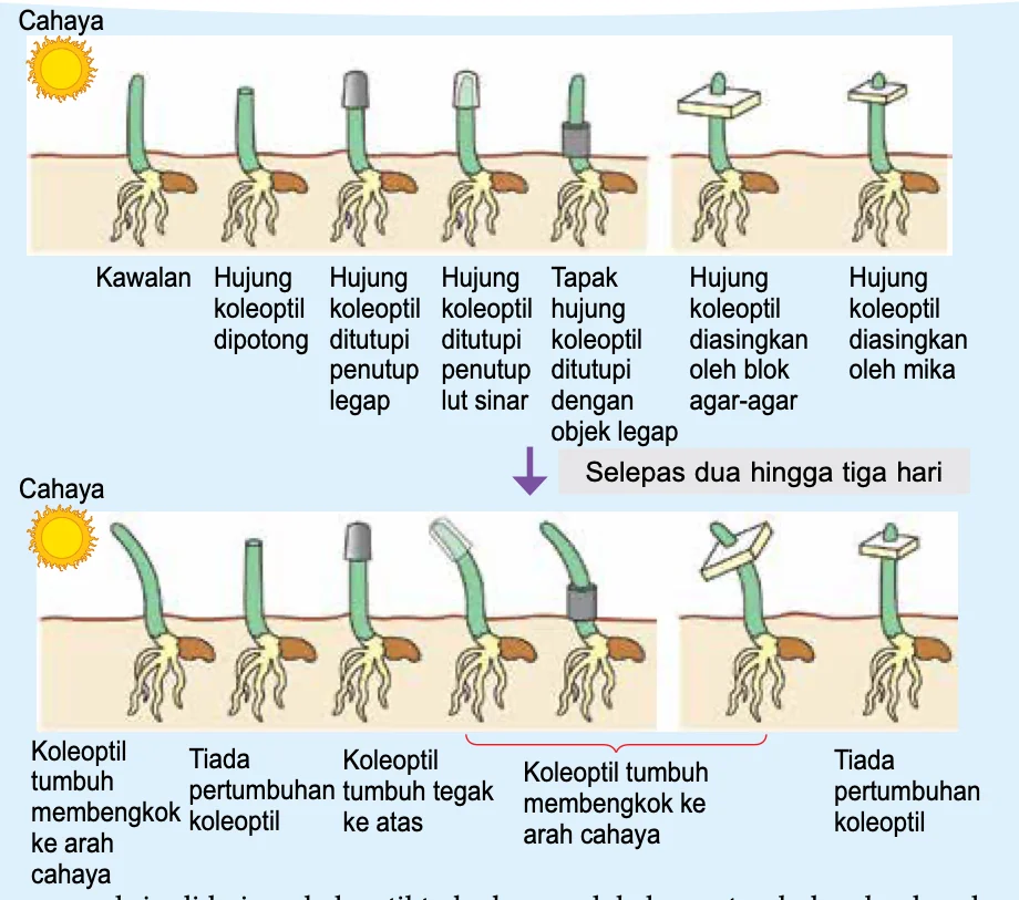 Tujuh anak benih dengan rawatan koleoptil yang berbeza di bawah cahaya satu arah, sebelum dan selepas dua hingga tiga hari
