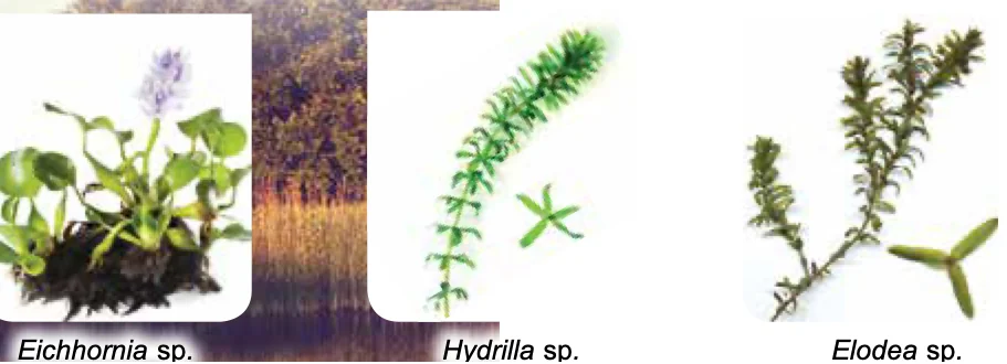 Tiga contoh hidrofit: Eichhornia sp., Hydrilla sp. dan Elodea sp.