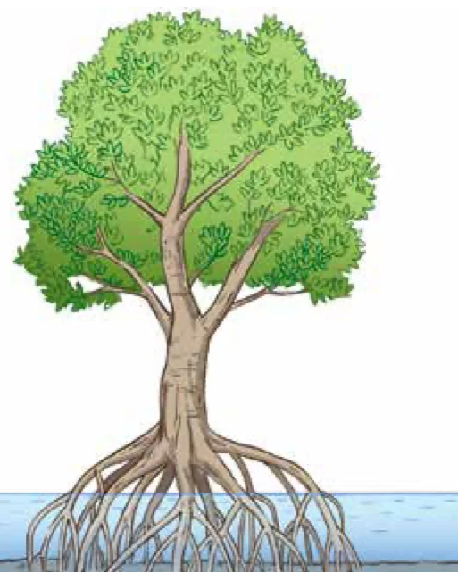 Pokok bakau dengan akar yang banyak bercabang dan tercacak di dalam air dan lumpur