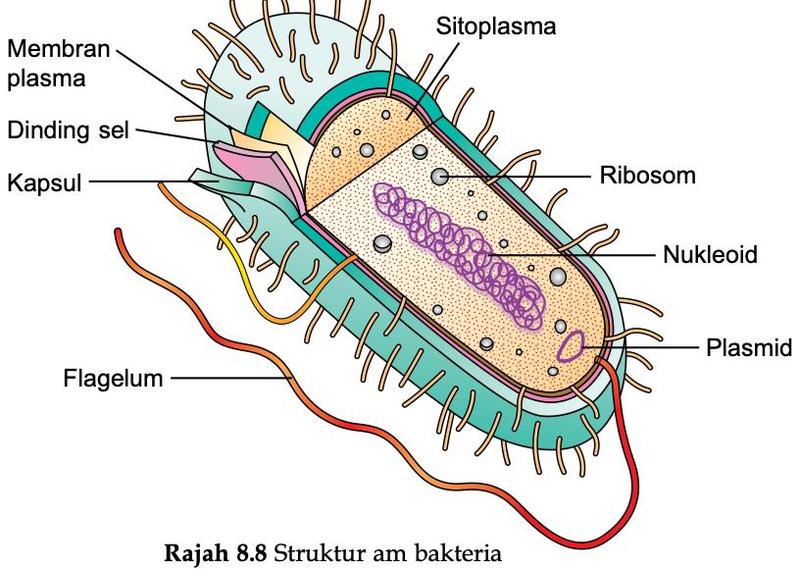 Struktur am bakteria: kapsul, dinding sel, membran plasma, sitoplasma, ribosom, nukleoid, plasmid dan flagelum