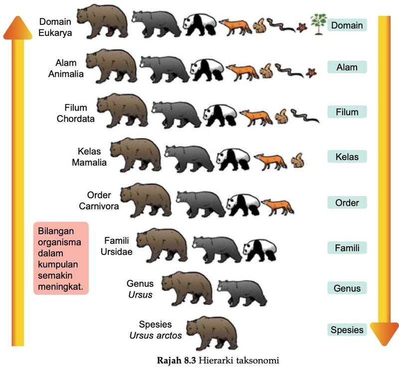 Hierarki taksonomi beruang perang: domain Eukarya, alam Animalia, filum Chordata, kelas Mamalia, order Carnivora, famili Ursidae, genus Ursus, spesies Ursus arctos