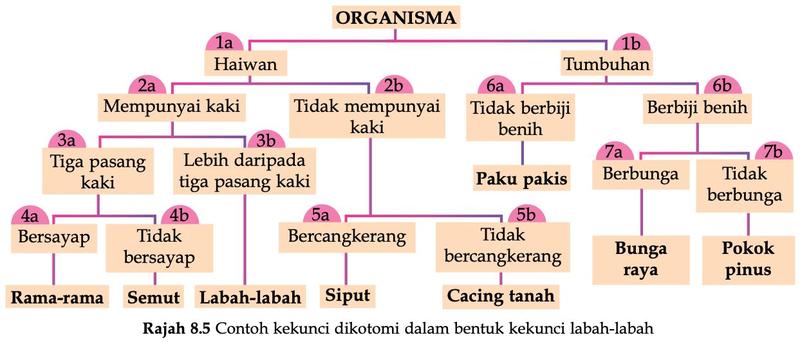 Kekunci dikotomi dalam bentuk kekunci labah-labah untuk haiwan dan tumbuhan